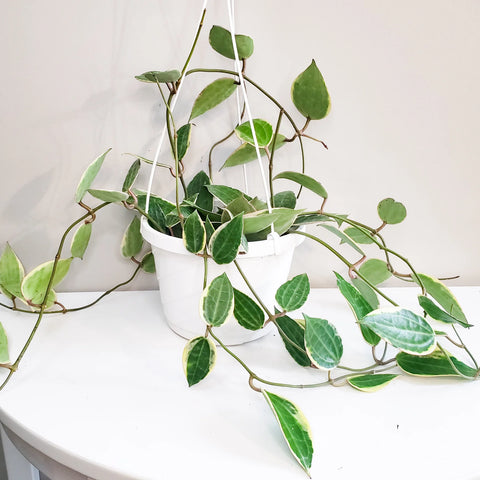 Hoya Latifolia Variegata