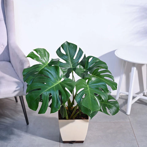 Monstera Deliciosa