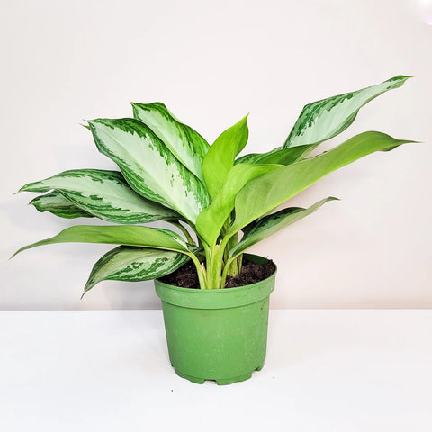 Aglaonema Commutatum - Silver Bay