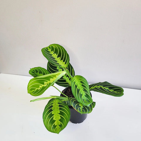 Maranta Leuconeura - Lemon Lime Prayer
