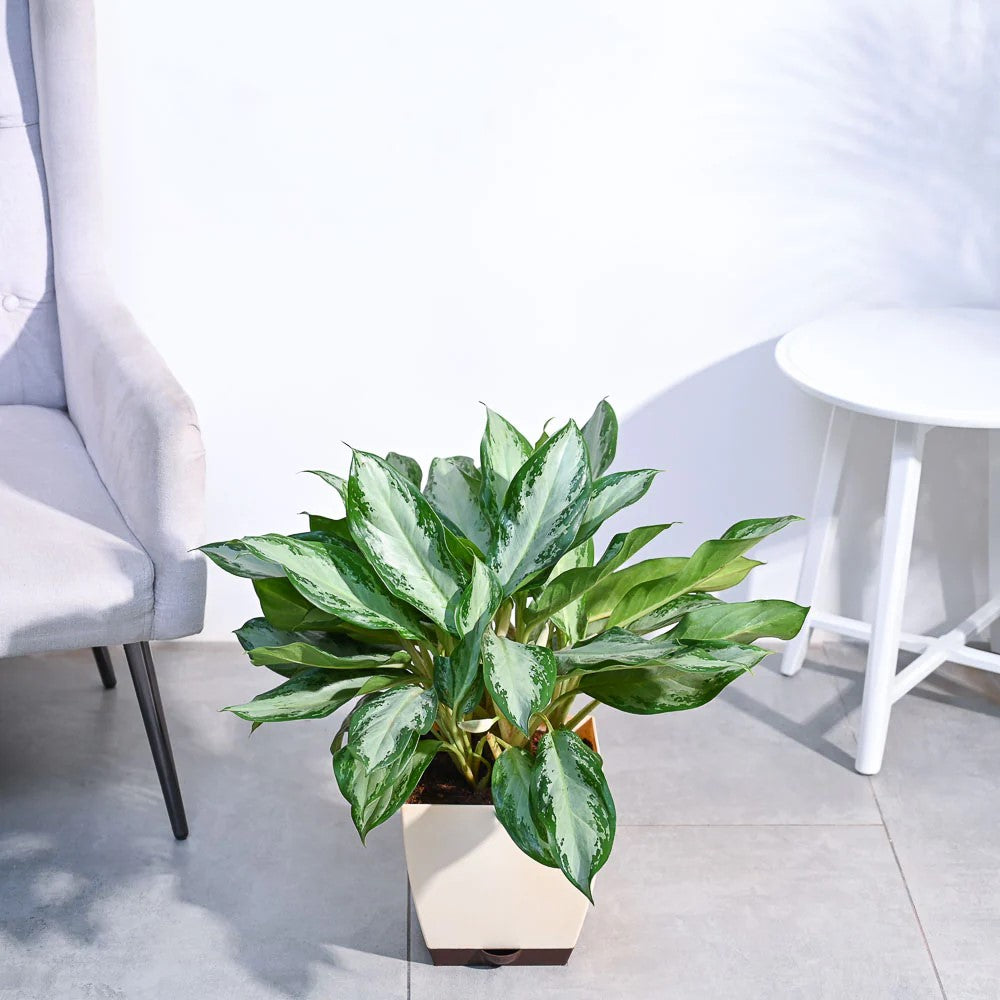 Aglaonema Manila Beauty XL