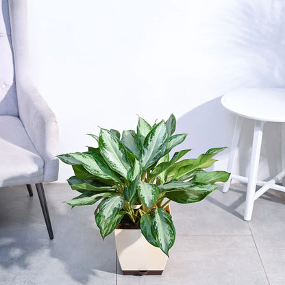 Aglaonema Manila Beauty XL