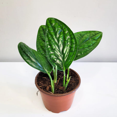 Monstera Karstenianum - Peru