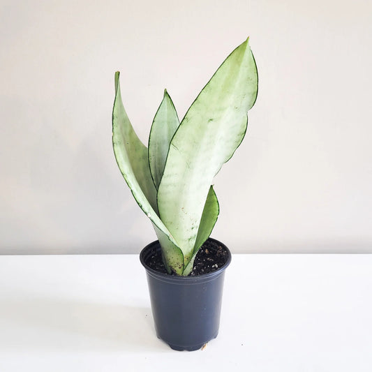Sansevieria Moonshine
