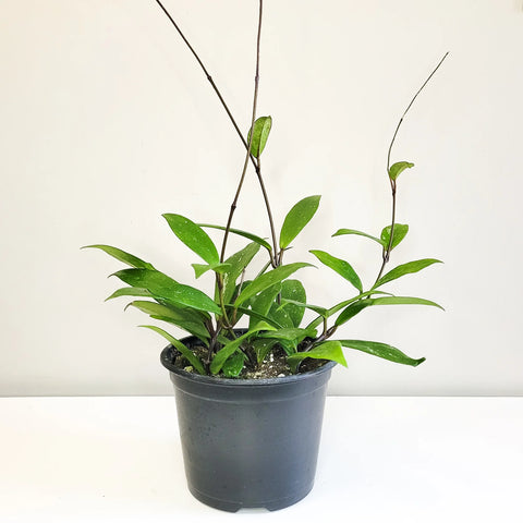 Hoya Pubicalyx