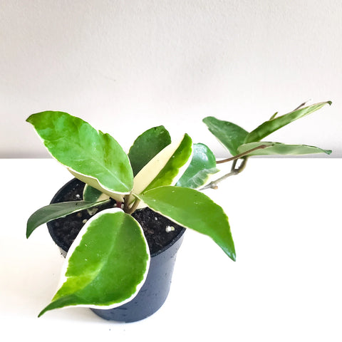 Hoya Carnosa Tricolour - Krimson Queen