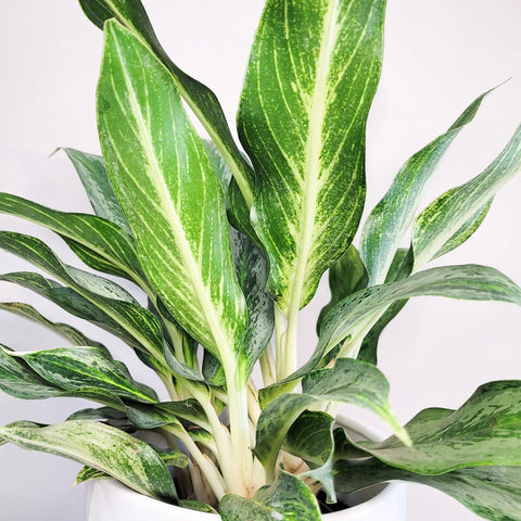 Aglaonema Commutatum - Electric Lime