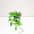 Hoya Gracilis (Memoria)