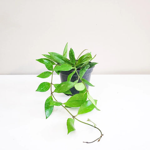 Hoya Gracilis (Memoria)