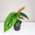 Anthurium Radicans x Luxirians
