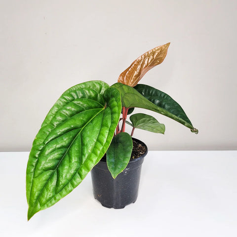 Anthurium Radicans x Luxirians