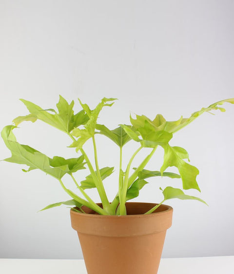Philodendron Selloum Golden
