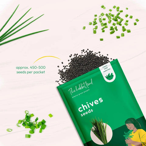 Chives Medium Leaf