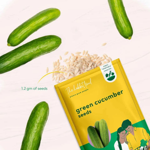 Cucumber