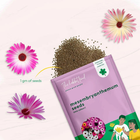 Mesembryanthemum - Mix