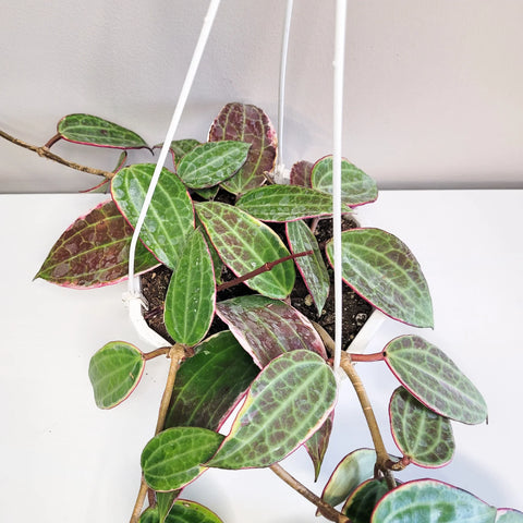 Hoya Latifolia Variegata