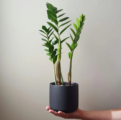 Zamioculcas Zamiifolia (ZZ Plant)