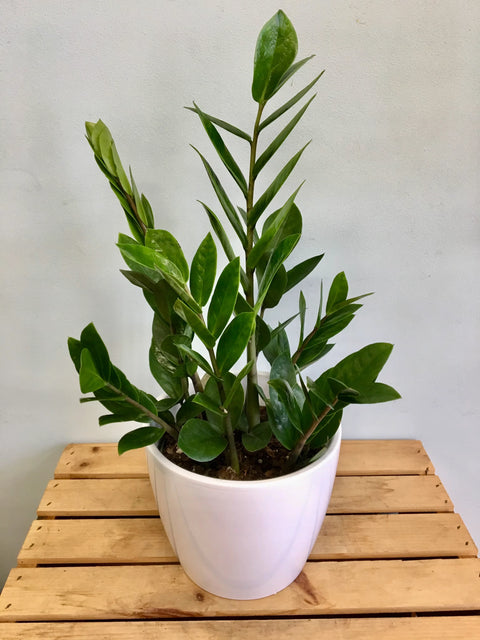 Zamioculcas Zamiifolia (ZZ Plant)