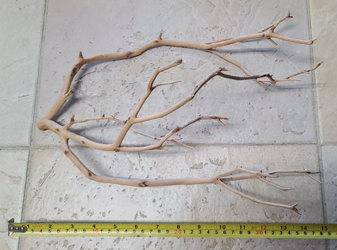 Manzanita Driftwood