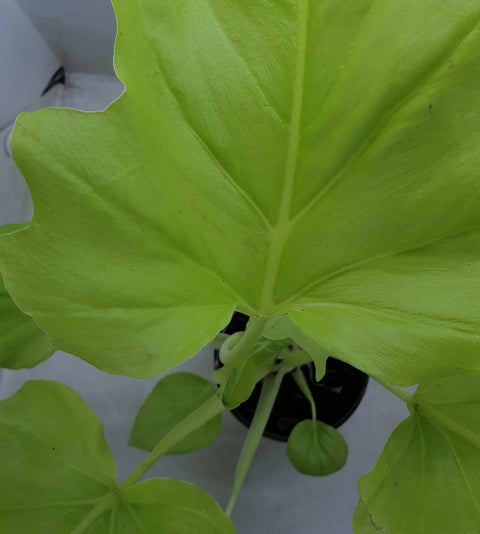 Philodendron Selloum Golden