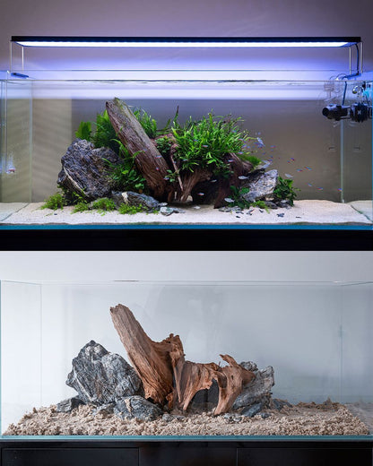 Aquarium Setup & Maintenance