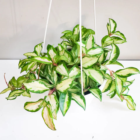 Hoya Carnosa Rubra - Krimson Princess
