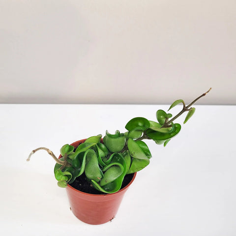 Hoya Carnosa Compacta - Hindu Rope