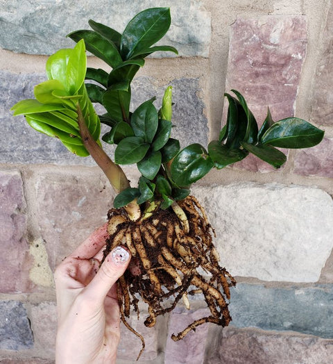 Dwarf ZZ Plant