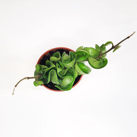 Hoya Carnosa Compacta - Hindu Rope