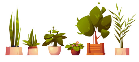 Indoor Plants