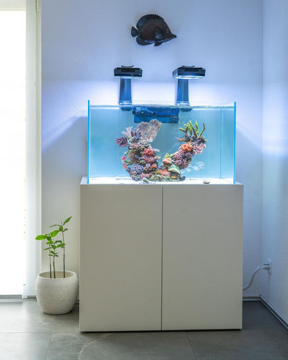 Aquarium Setup & Maintenance