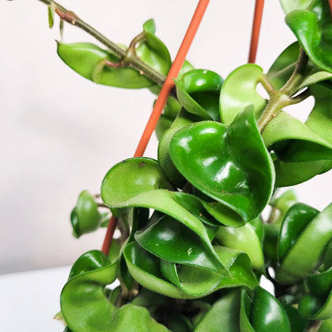Hoya Carnosa Compacta - Hindu Rope