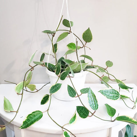 Hoya Latifolia Variegata