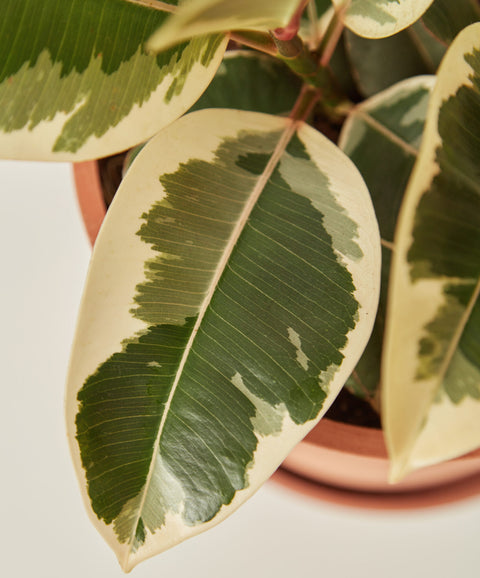 Rubber Plant Variegated