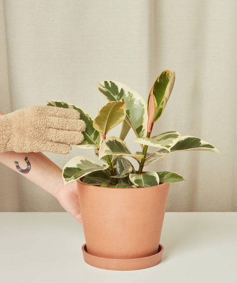 Ficus Elastica Tineke