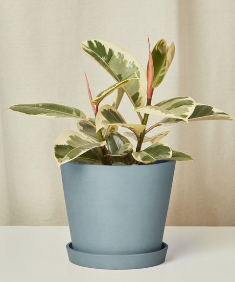 Ficus Elastica Tineke