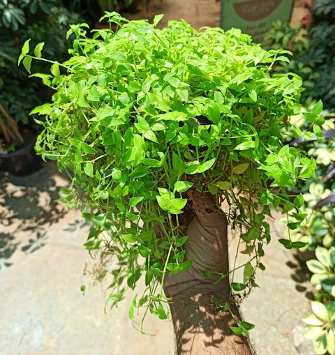 Ground Covers - Indoor