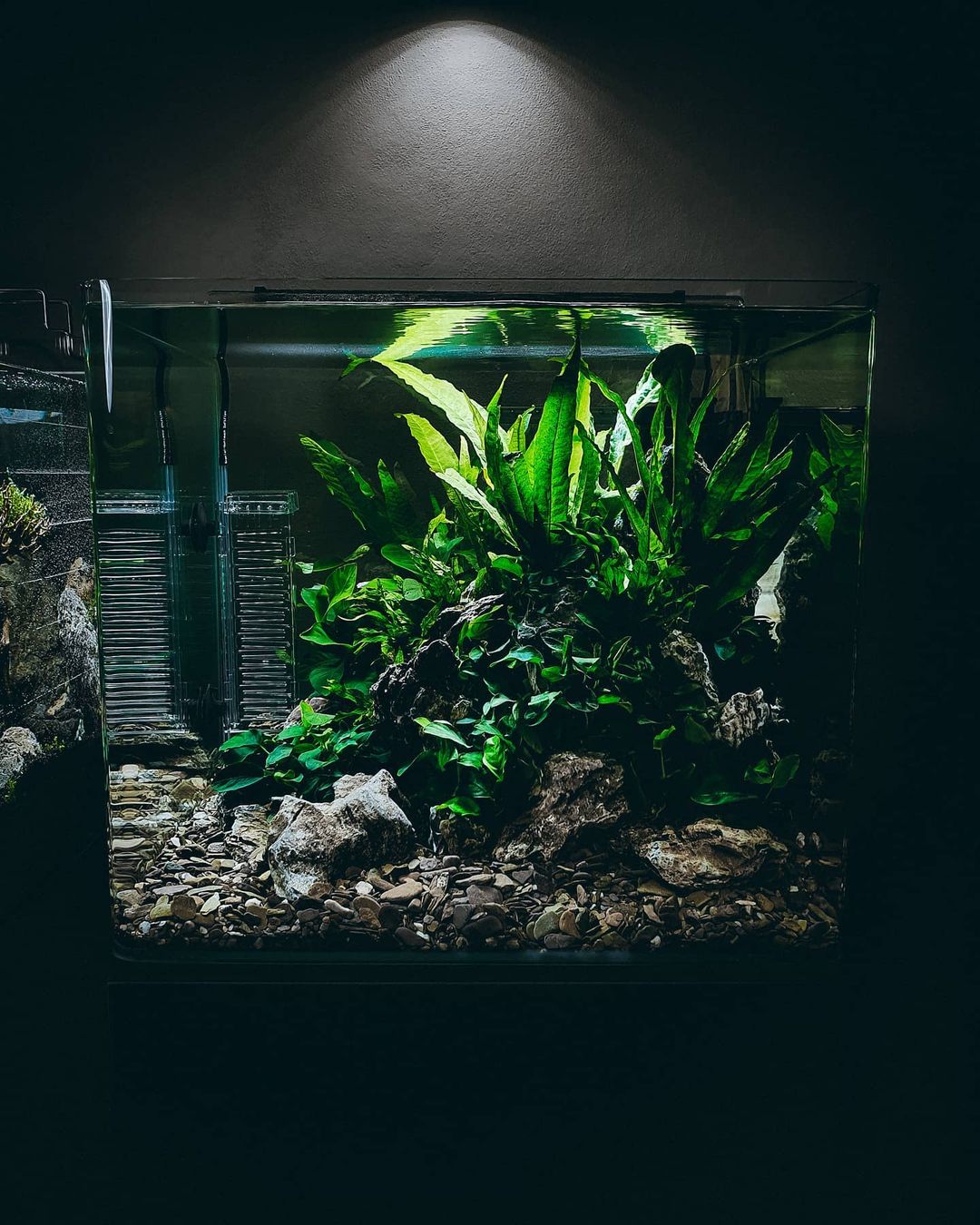 Aquarium Setup & Maintenance