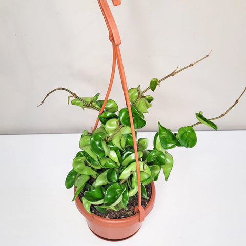 Hoya Carnosa Compacta - Hindu Rope