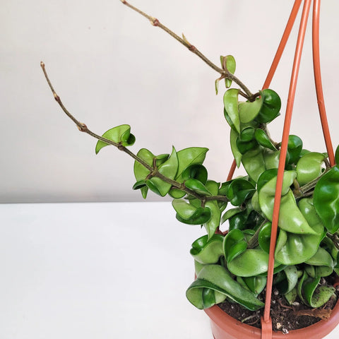 Hoya Carnosa Compacta - Hindu Rope
