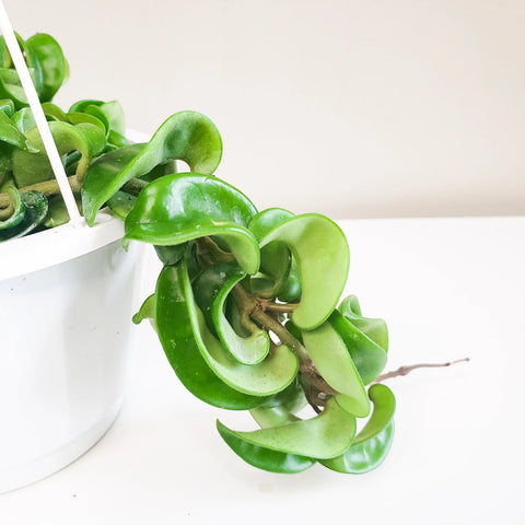 Hoya Carnosa Compacta - Hindu Rope