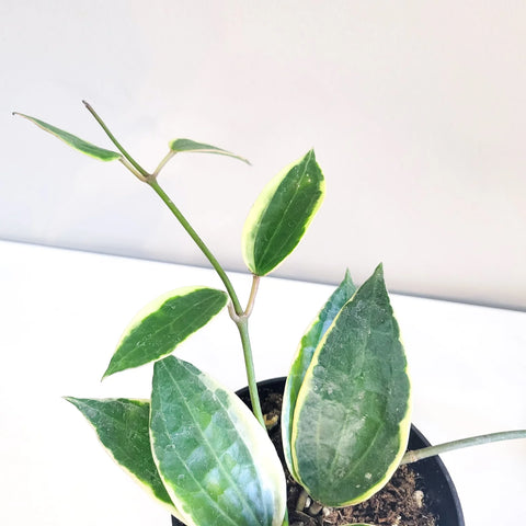 Hoya Latifolia Variegata
