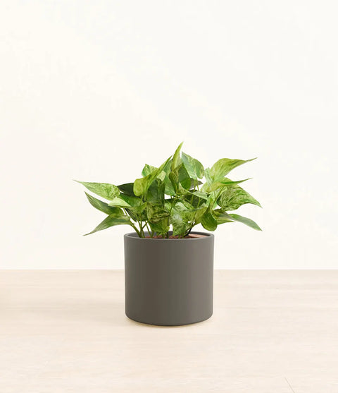 Money Plant Marble