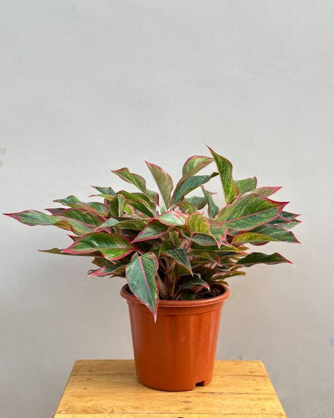 Aglaonema Siam Aurora
