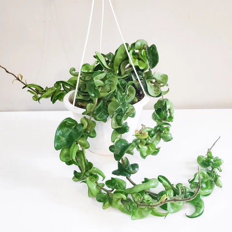 Hoya Carnosa Compacta - Hindu Rope