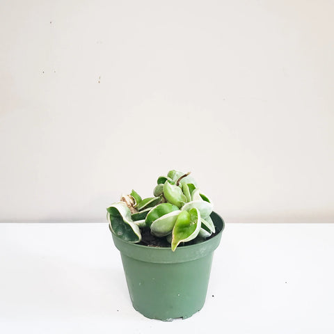 Hoya Carnosa Compacta - Hindu Rope
