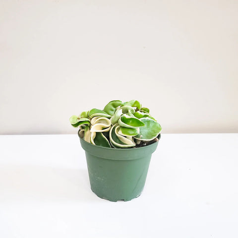 Hoya Carnosa Compacta - Hindu Rope