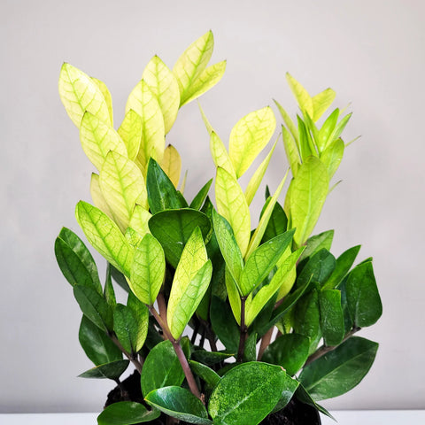 Zamioculcas Zamiifolia 'Chameleon'