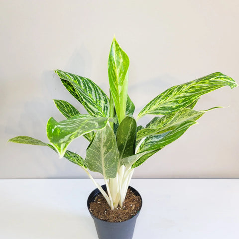 Aglaonema Commutatum - Golden Madonna