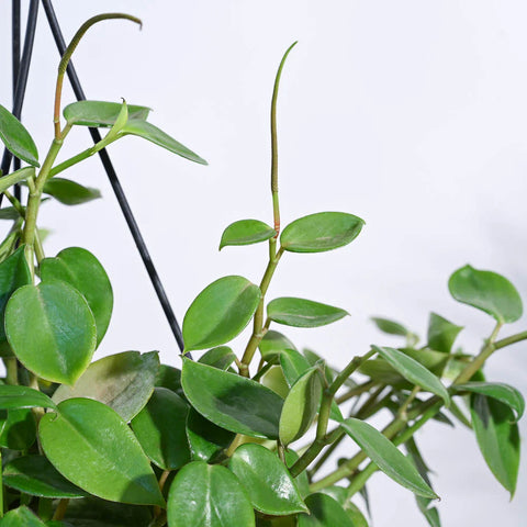 Peperomia Obtusifolia - Green